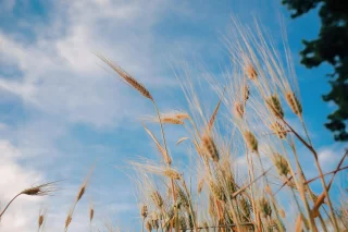 Getreidepflanzen auf einem Feld.